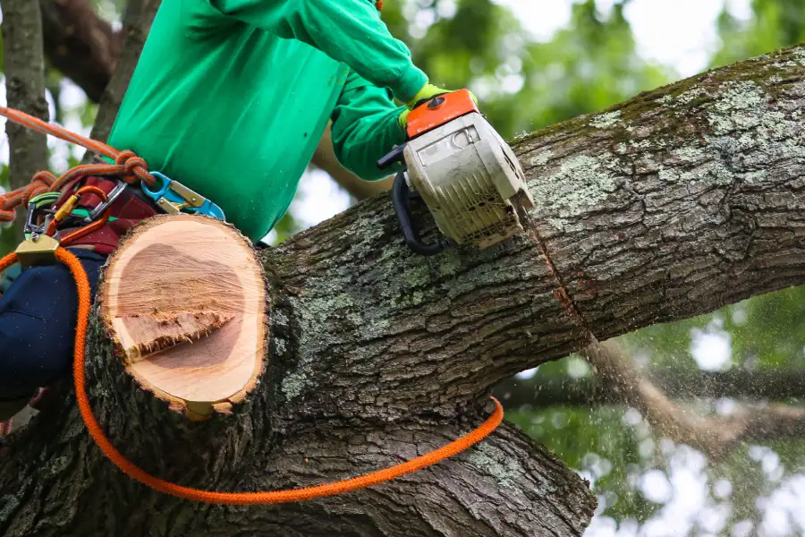 Affordable Tree Trimming Service Overland Park, KS Affordable Tree Trimming Service Overland Park, KS