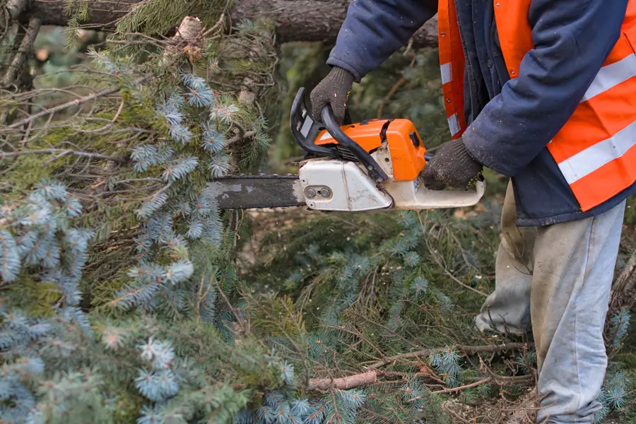 Excellent Tree Removal Service Overland Park, KS Excellent Tree Removal Service Overland Park, KS