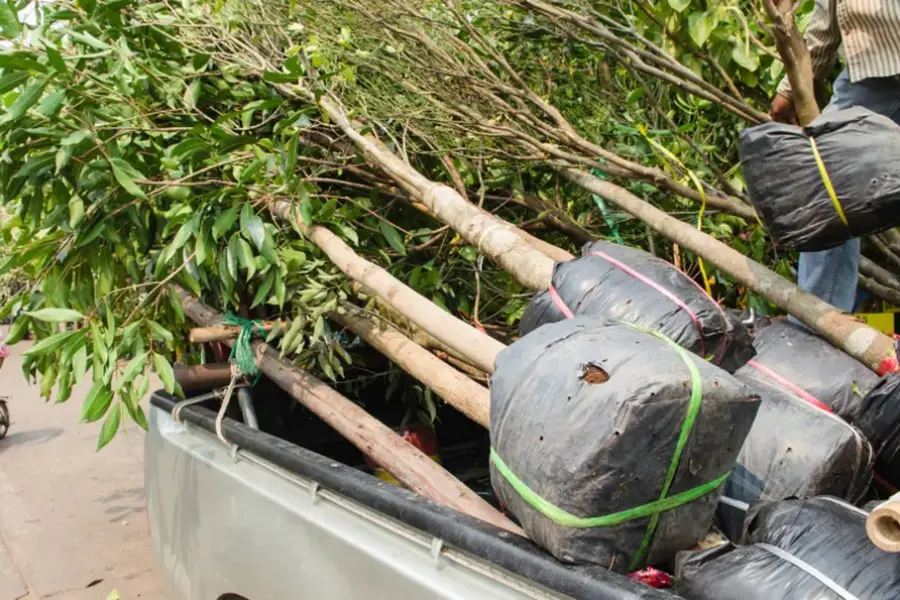Experienced Tree Planting Overland Park, KS Experienced Tree Planting Overland Park, KS