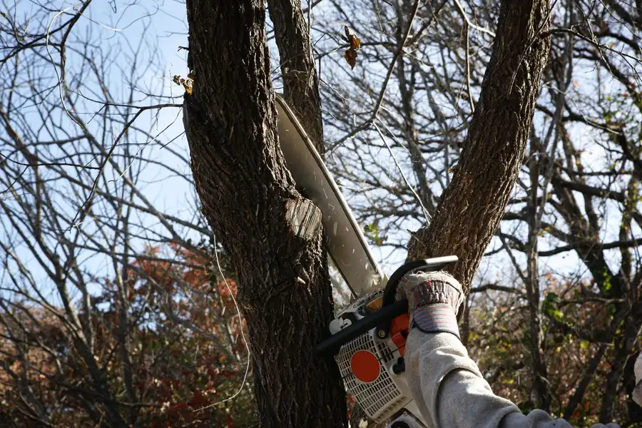 How Tree Removal Helps Prevent Structural Damage Overland Park, KS How Tree Removal Helps Prevent Structural Damage Overland Park, KS