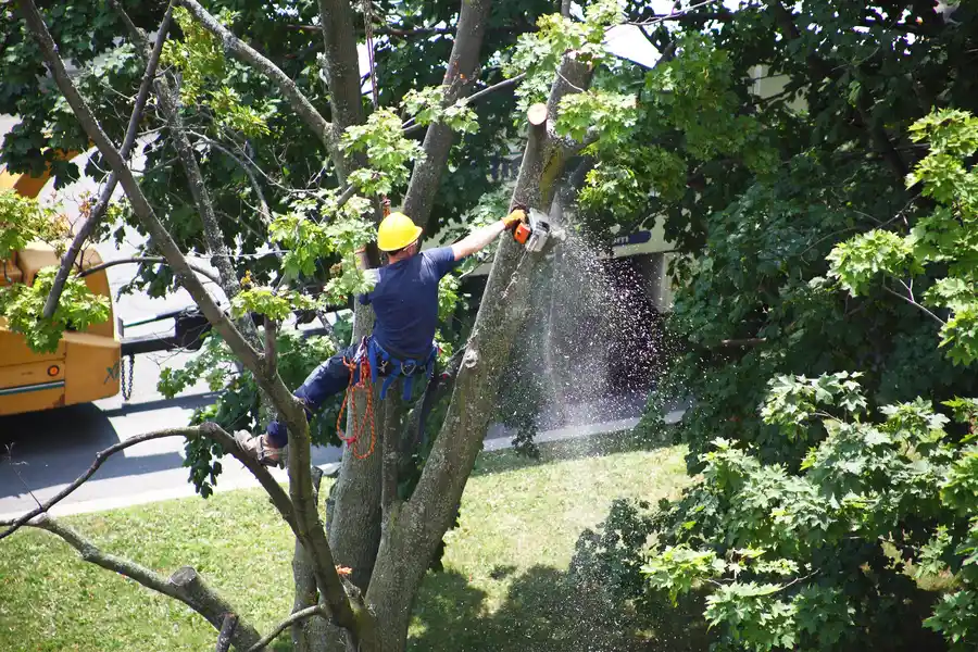 How Tree Removal Helps Prevent Structural Damage in Overland Park, KS How Tree Removal Helps Prevent Structural Damage in Overland Park, KS
