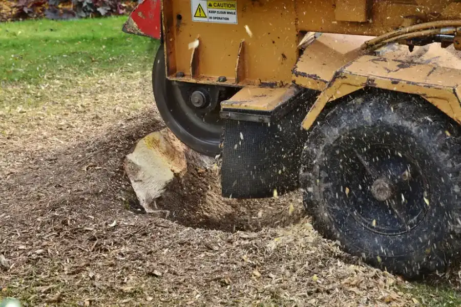 Is Tree Stump Grinding Necessary After Tree Removal in Overland Park, KS Is Tree Stump Grinding Necessary After Tree Removal in Overland Park, KS