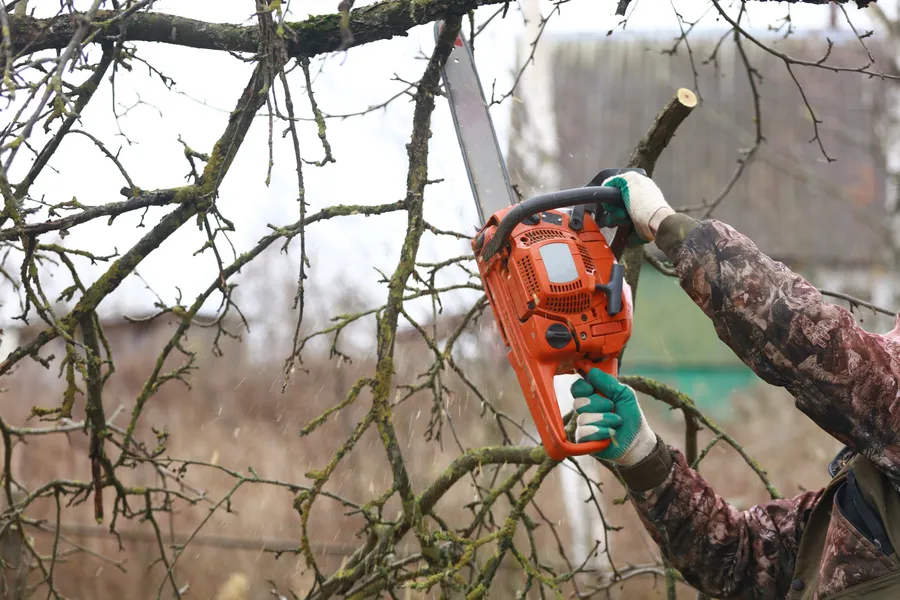 Local Tree Trimming Service Overland Park, KS Local Tree Trimming Service Overland Park, KS