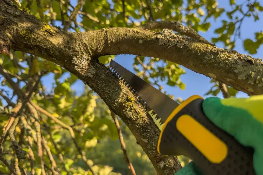 Premium Tree Trimming Service Overland Park, KS Premium Tree Trimming Service Overland Park, KS