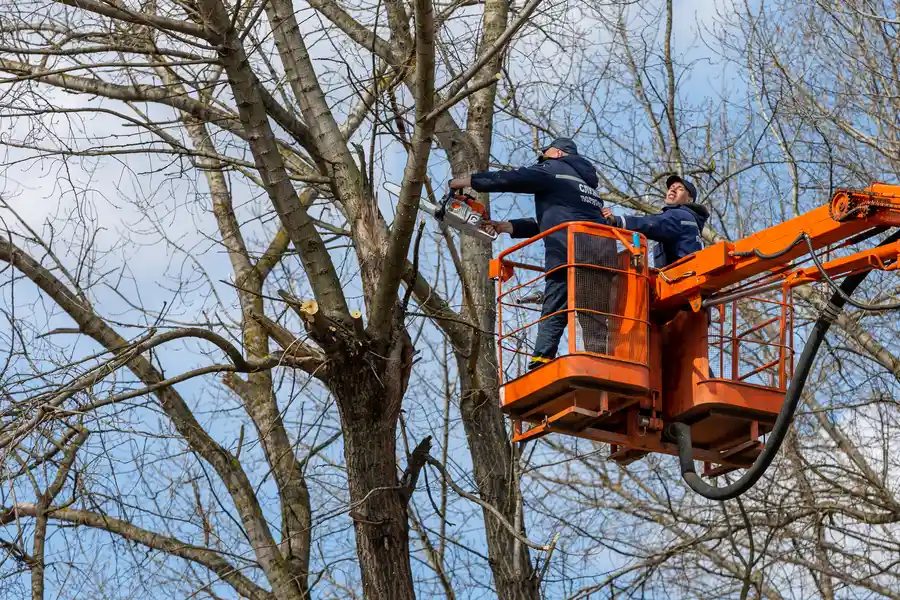 Professional Tree Removal Service Overland Park, KS Professional Tree Removal Service Overland Park, KS