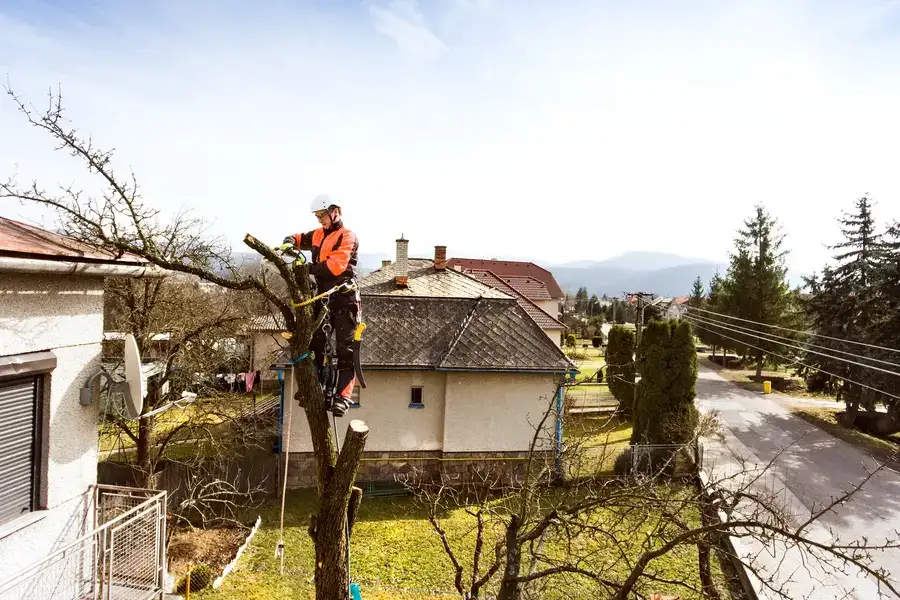 The Role Of Tree Removal In Storm Damage Recovery Overland Park, KS The Role Of Tree Removal In Storm Damage Recovery Overland Park, KS