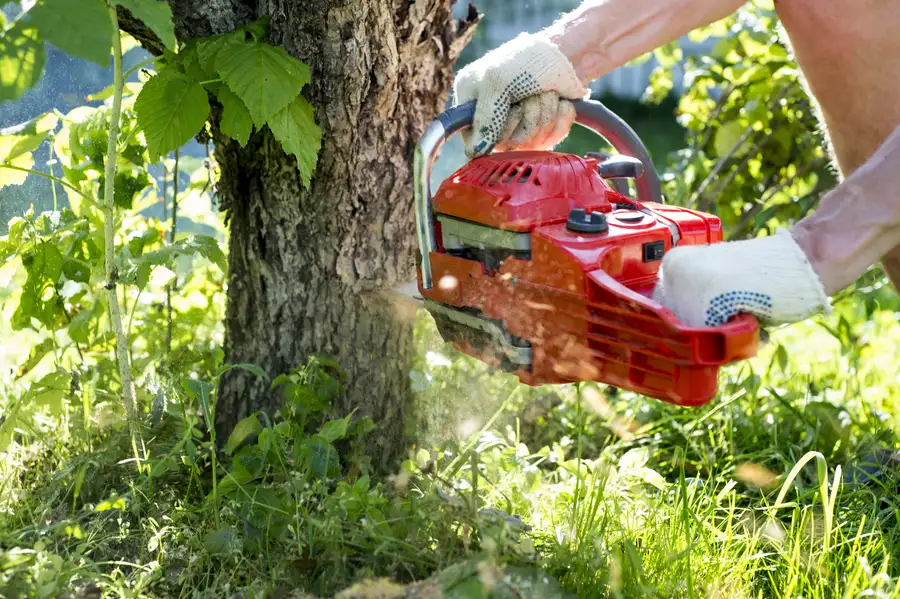 The Role Of Tree Removal In Storm Damage Recovery in Overland Park, KS The Role Of Tree Removal In Storm Damage Recovery in Overland Park, KS